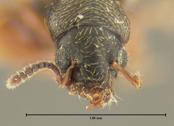 Media type: image;   Entomology 24066 Aspect: head dorsal view